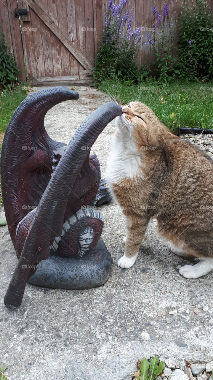 The Mighty Dragon Beheader Cat Sir Kelmister