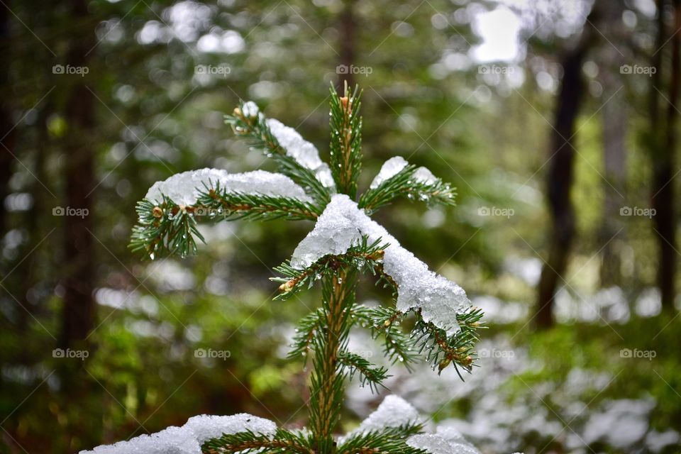 Snow melting on evergreen pine borough in spring 