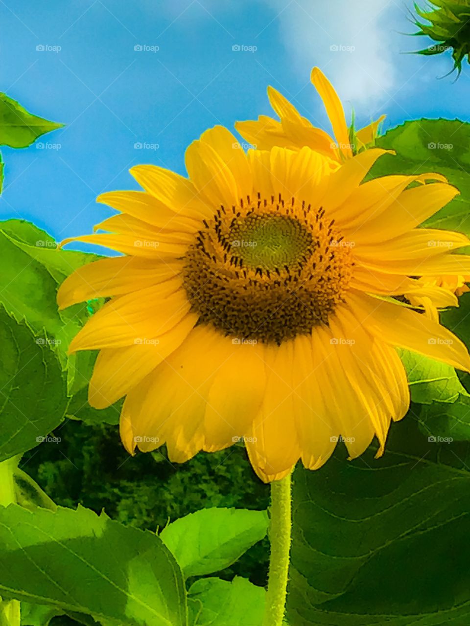 Sunflower enjoying the sun!