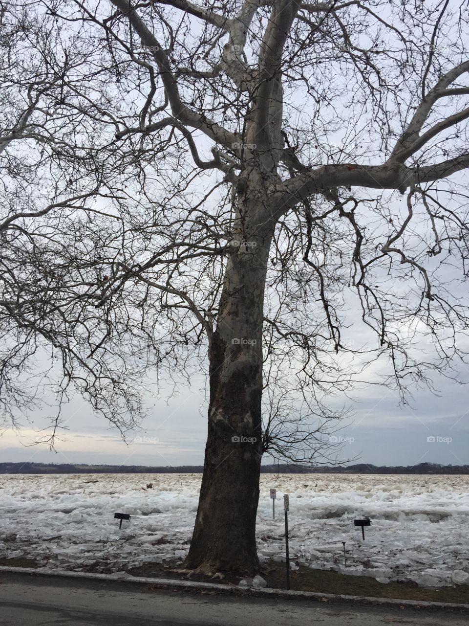 Tree of Life in the middle of an ice jam on the Susquehanna River 