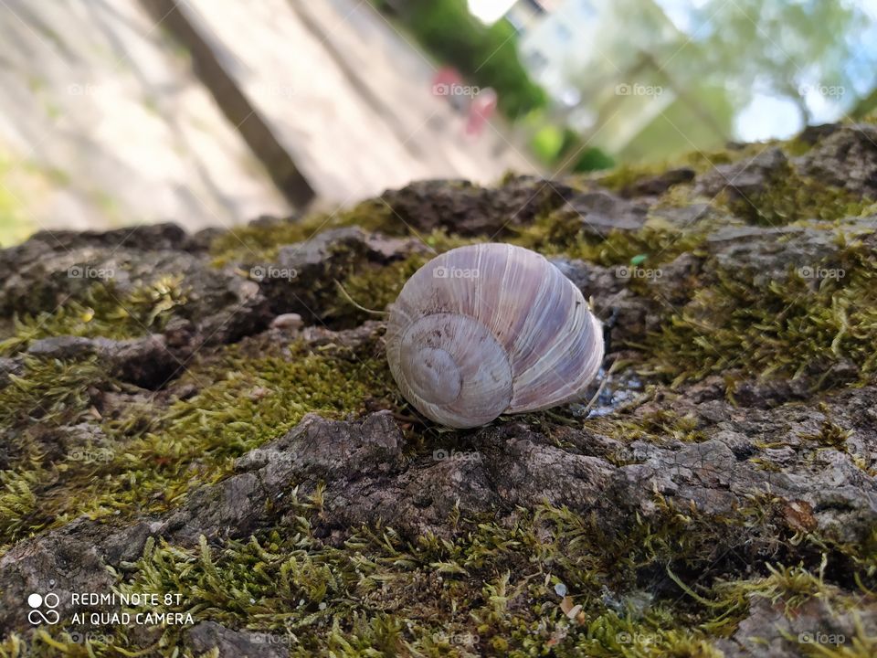 snail