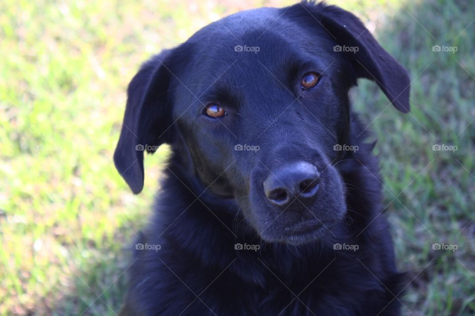 Pretty eyed pup