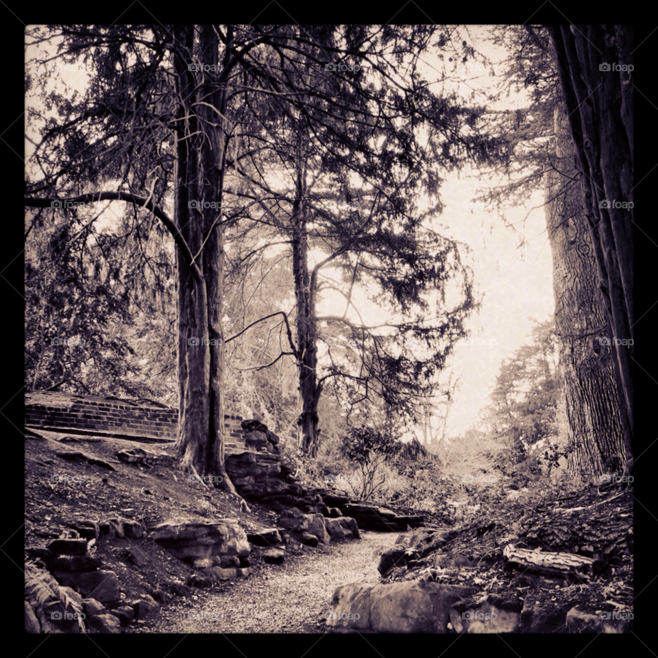 swiss gardens forrest path atmospheric by moviemaniacuk