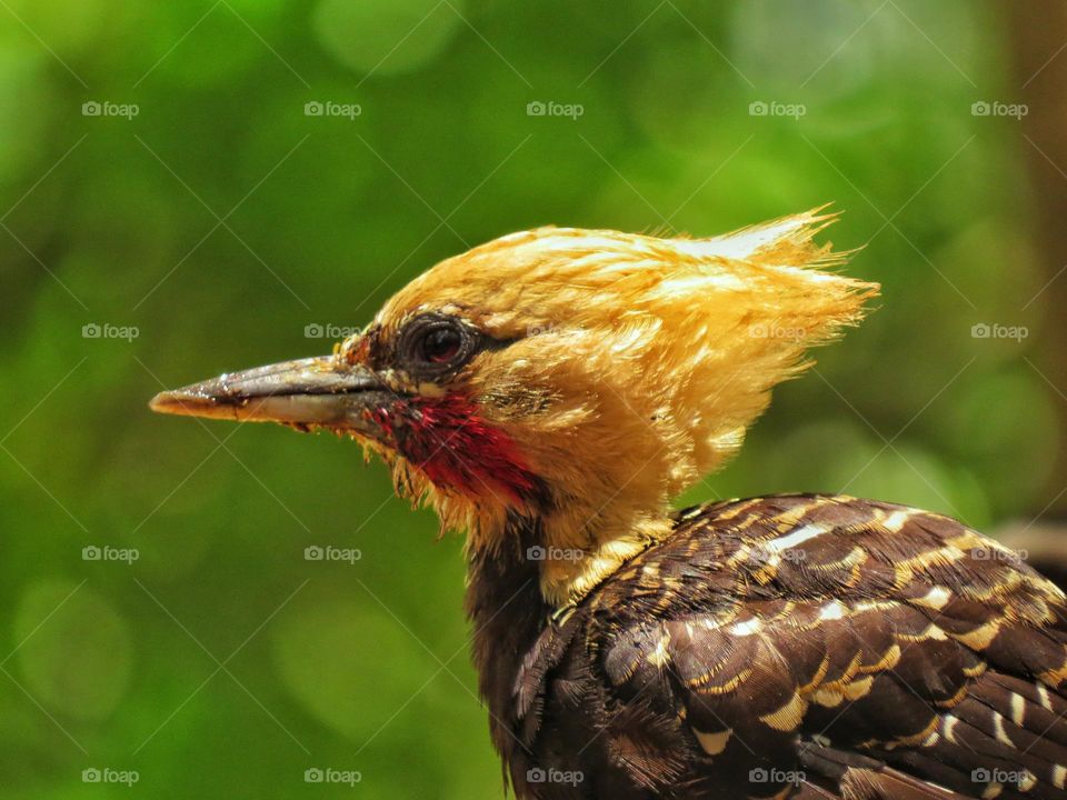 Yellow-Headed Woodpecker in the woods