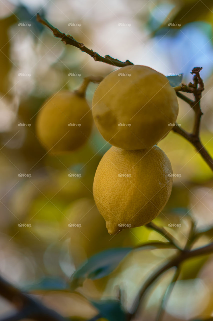 Lemon growing on tree