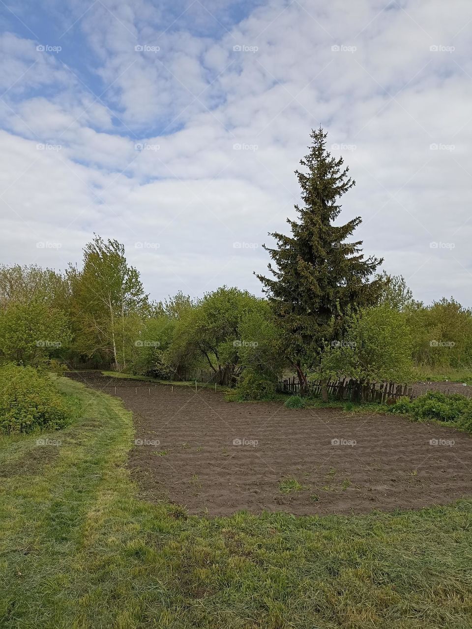 Vegetable garden in the village