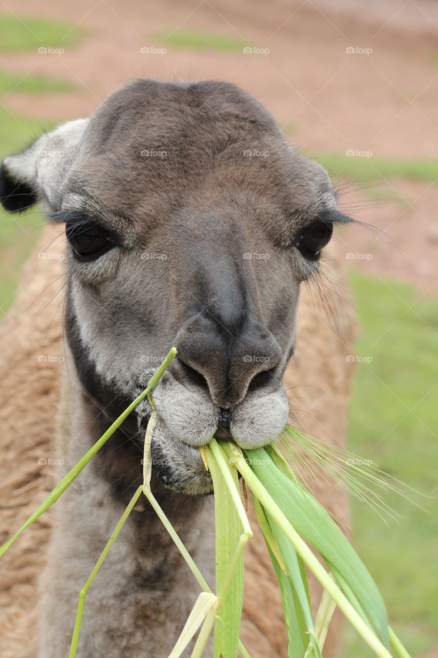 Alpaca eating grass