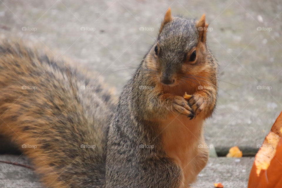 Squirrel in northern Ohio, USA