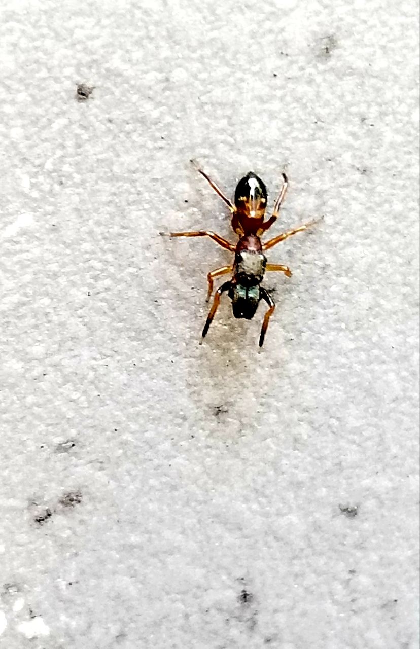 Ant spider ?