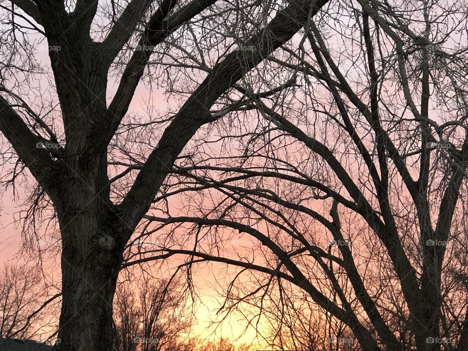 Sunset through tree branches