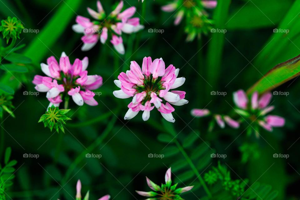 pink wild flowers