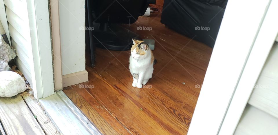 Prettiest calico cat in the world! (My opinion)