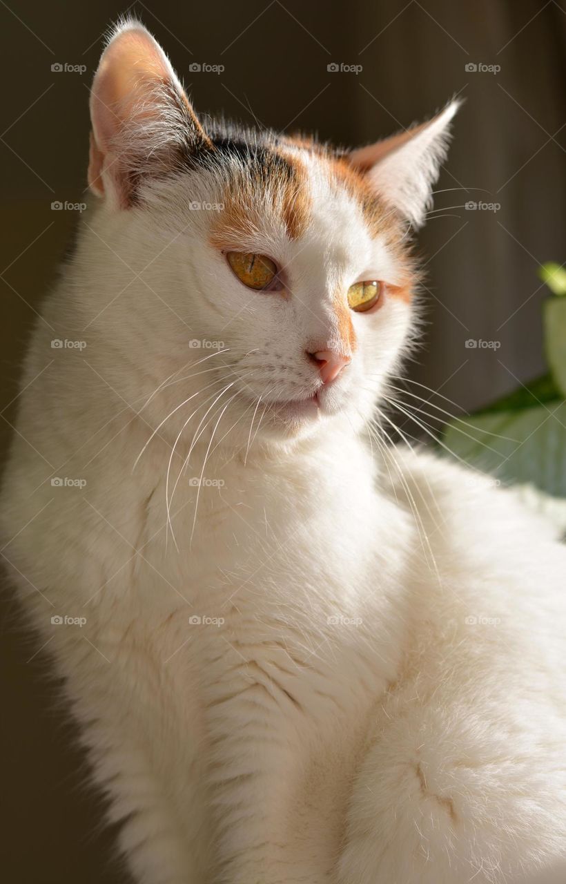 white cat funny beautiful portrait close up in sunlight