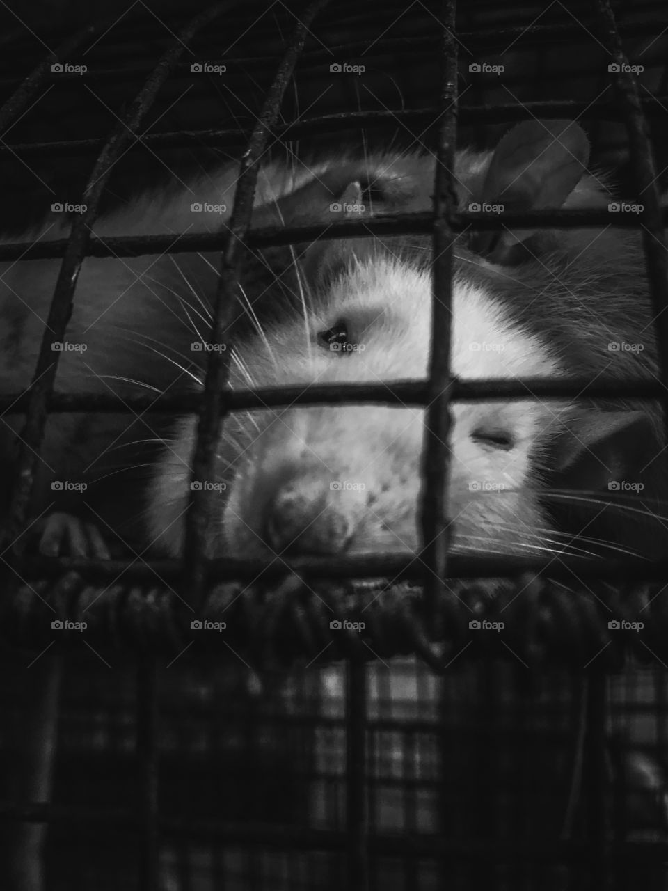 The capturing of wildlife is now a common problem they are stranded and kept in a cage they lose their freedom first and in many cases their life’s are taken this photo depicts the pain in a white rats face in one such situation.