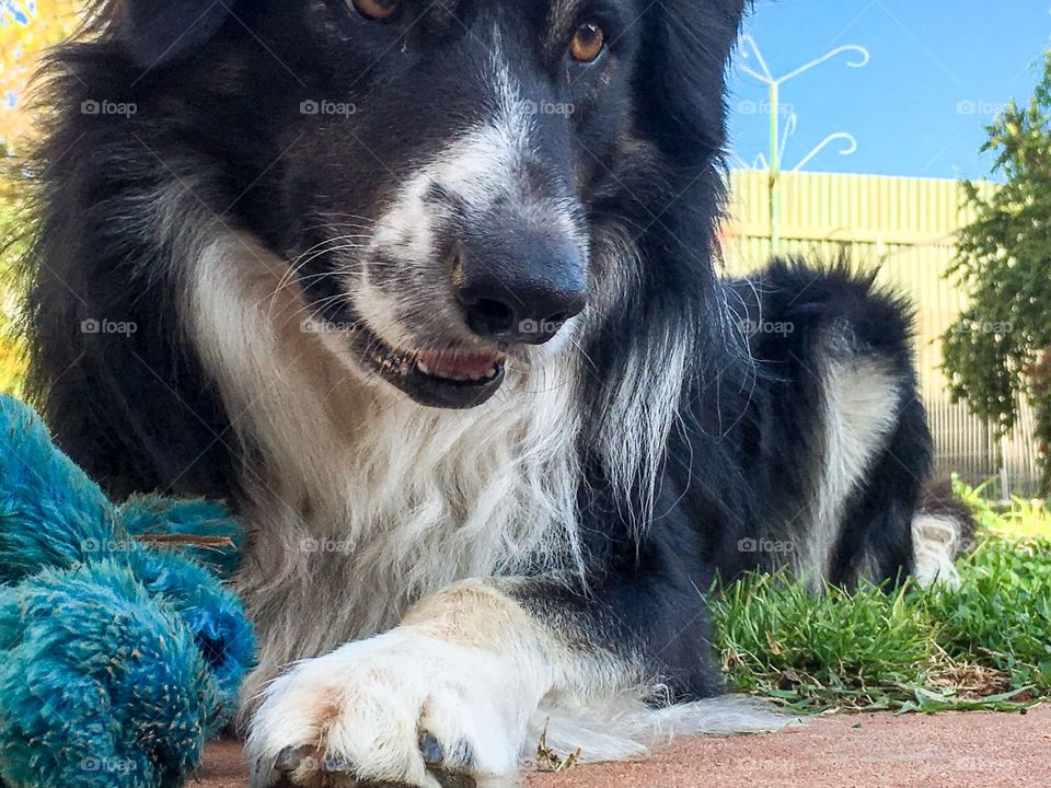 Border collie sheepdog smiling and content