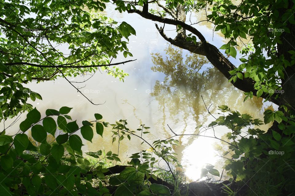 Lush plant life on river