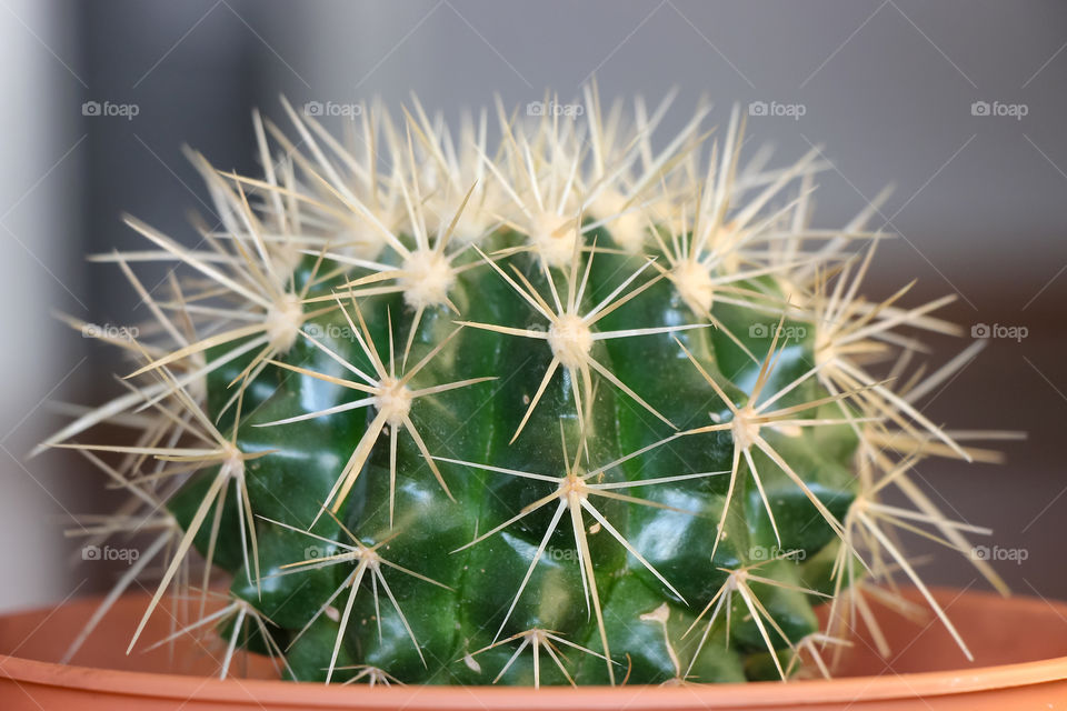 Portrait of the cactus