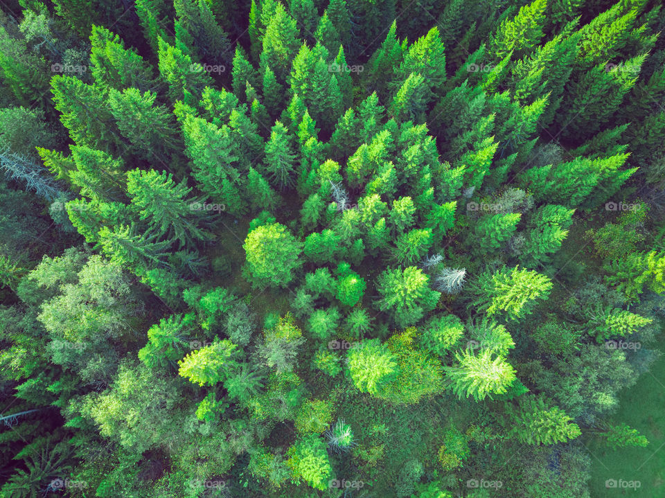 Aerial view of fir-trees forest