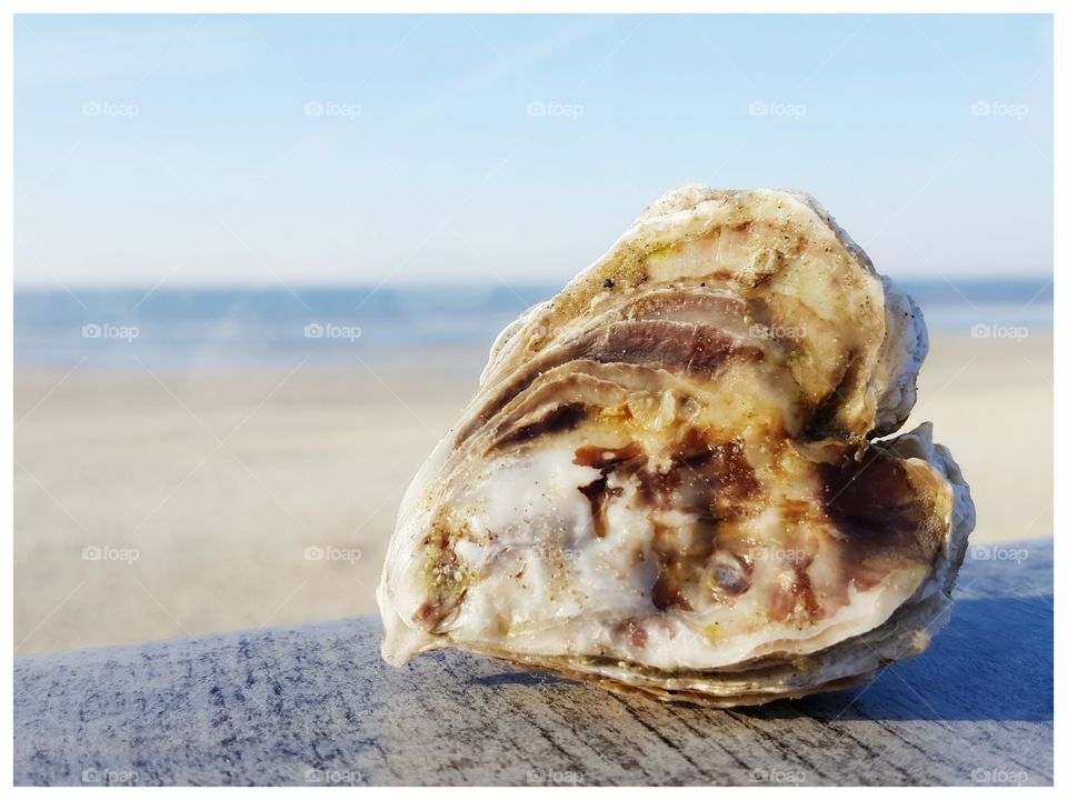 Heartshaped seashell