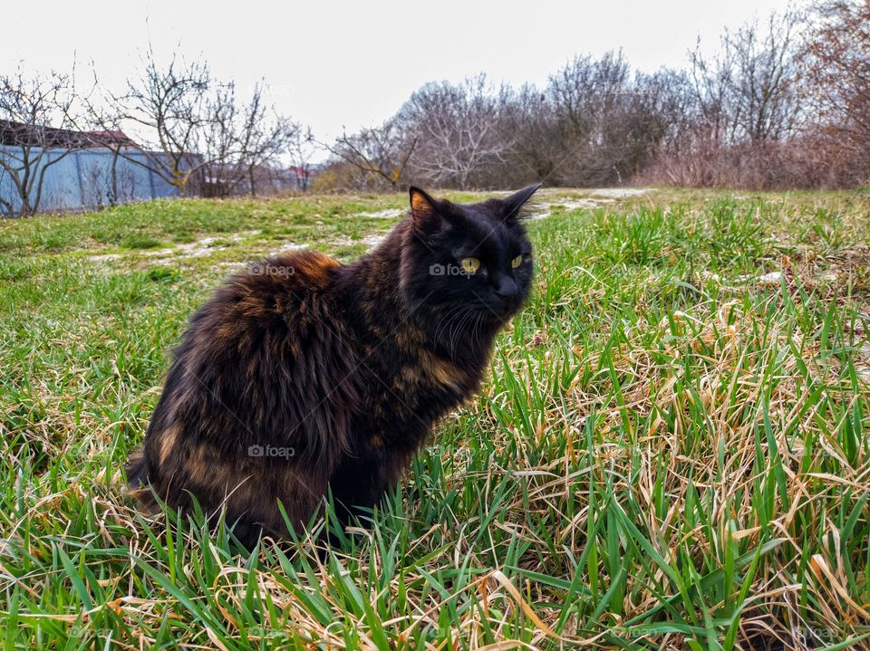 A domestic cat on a walk.