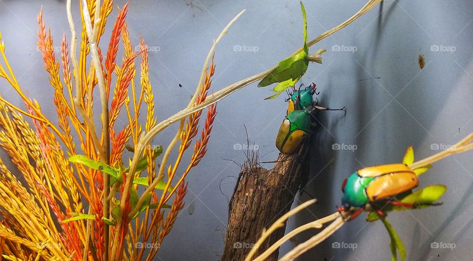 more colorful beetles