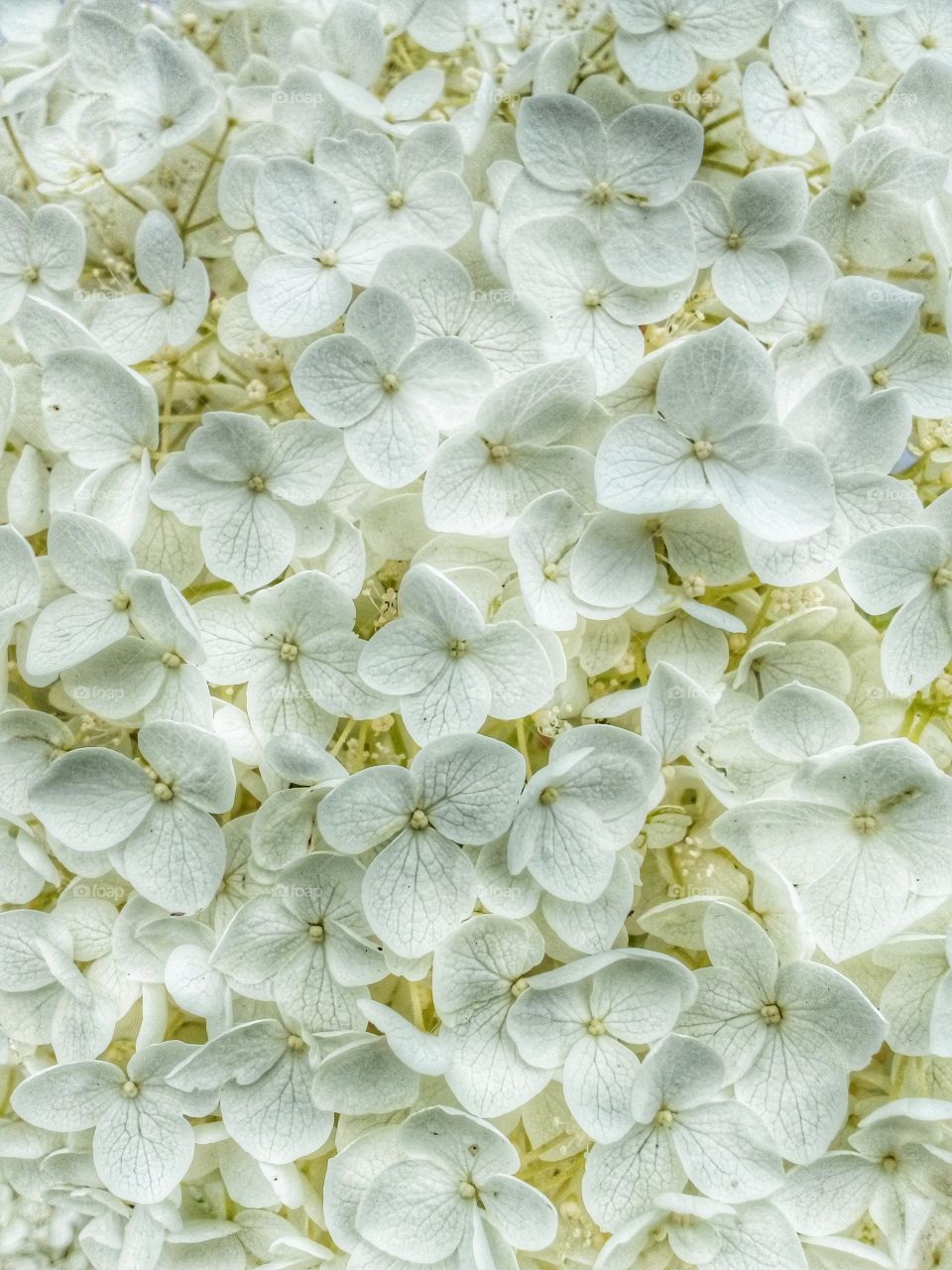 background and texture from flowers