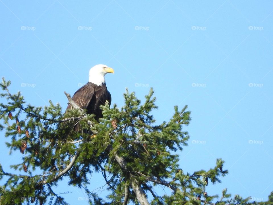 Bald Eagle