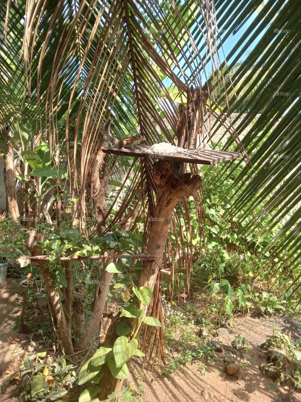 We put food for animals on a board and a squirrel comes to this board