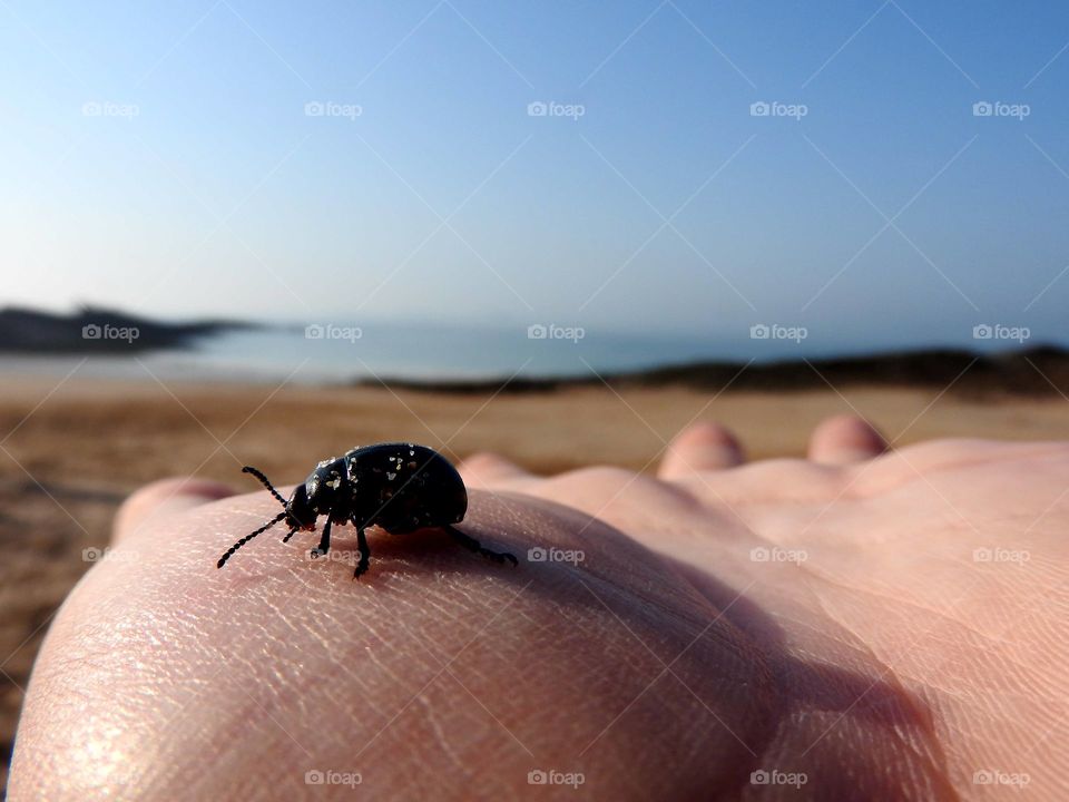Beetle on the beach
