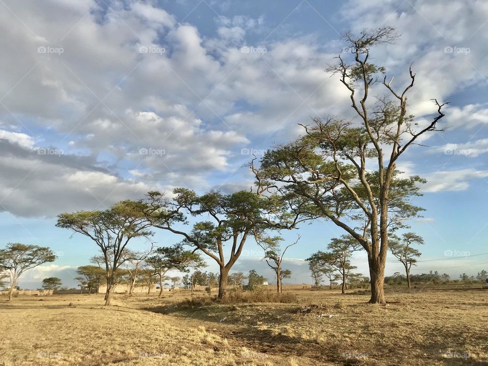 cloud - sky Tree sky landscape Plant Field Land beauty in Nature environment Nature scenics - nature tranquil scene Tranquility day Growth no people Grass outdoors nonurban scene rural scene in Kalimoni, Kenya
