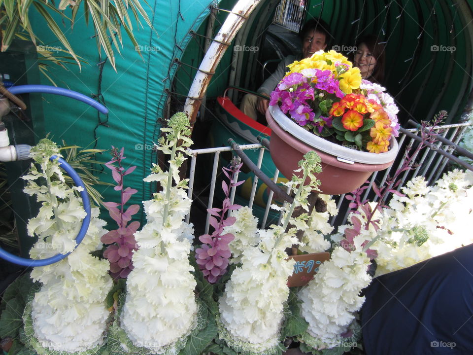 Colorful, Bright Flower Arrangements at Hanayashiki Amusement Park, Asakusa, Tokyo, Japan