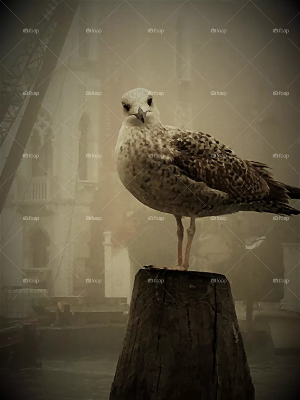 Seagull in Venice 