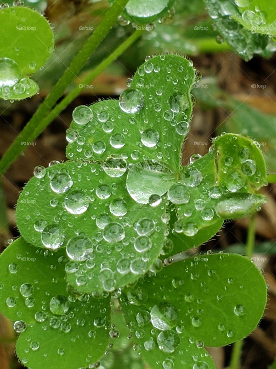 Like a diamond encrusted leaf