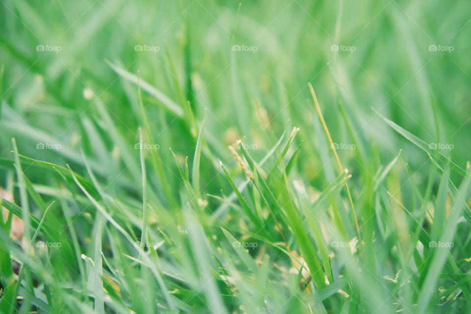 Grass, Growth, Leaf, Lawn, Lush