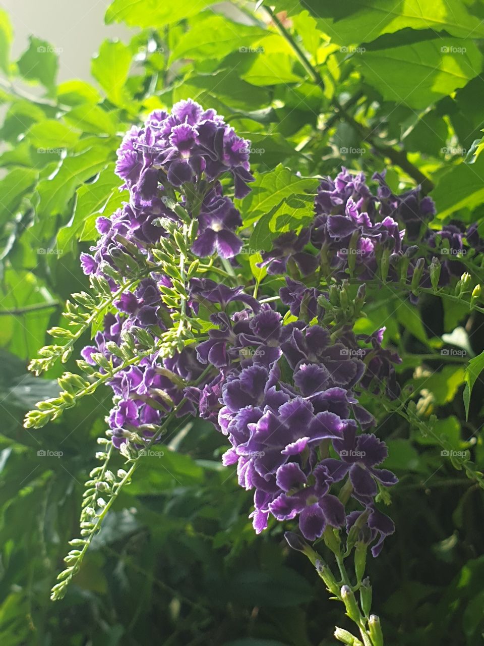 Flora, Nature, Leaf, Flower, Garden