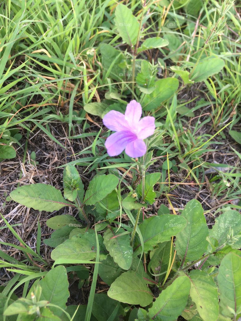 Single Purple Bloom In Spring 