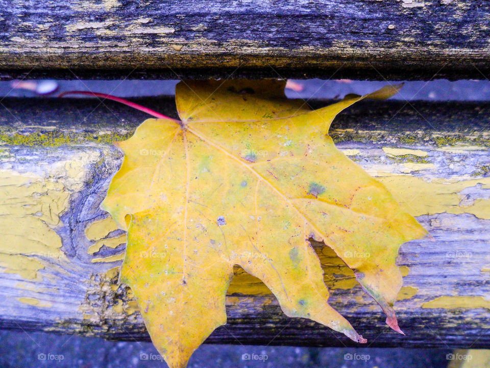 yellow autumn leaf