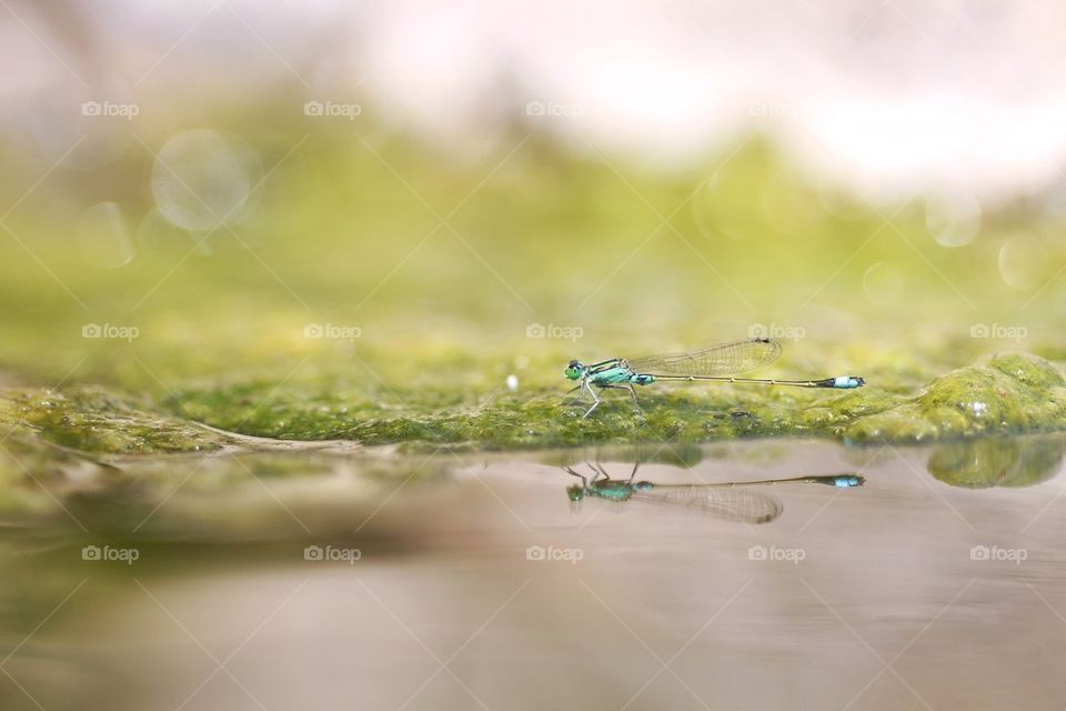 damselfly waiting for a prey at the riverside