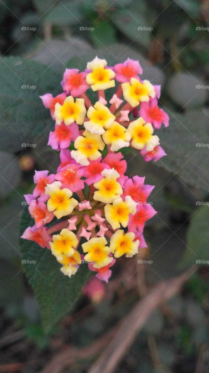 colorful flower