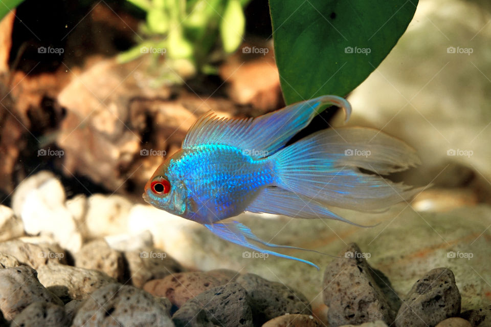blue ram cichlid fish 