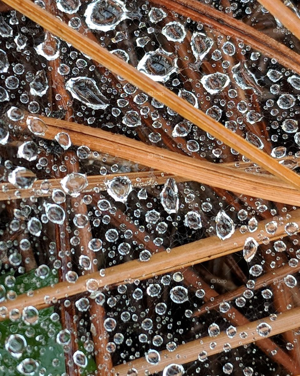 pine needles and rain drops