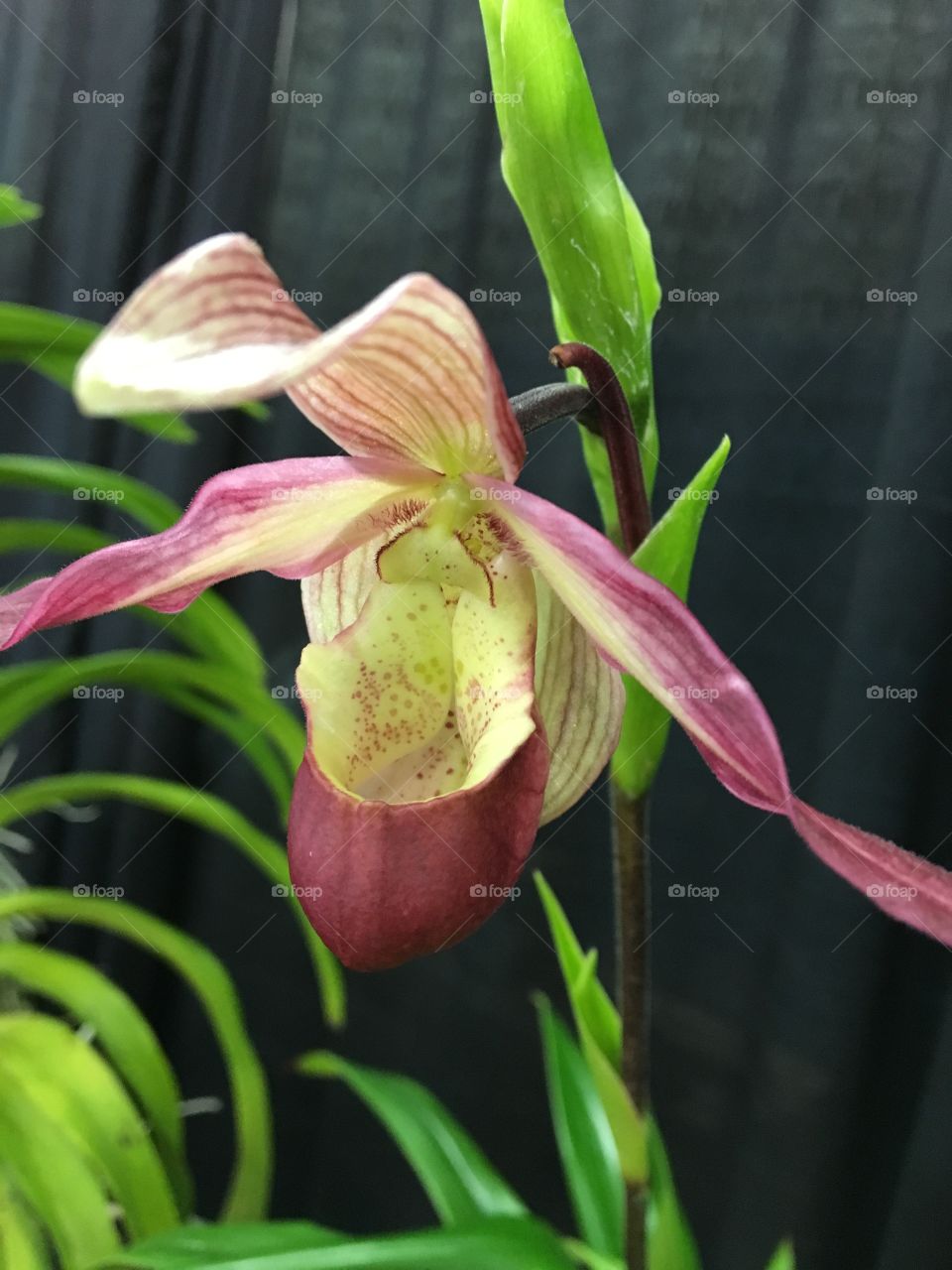 Elegant flower - the Lady Slipper
