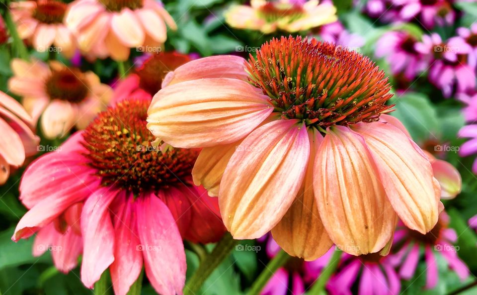 Dramatically Colorful echinacea purpurea flowers in a field