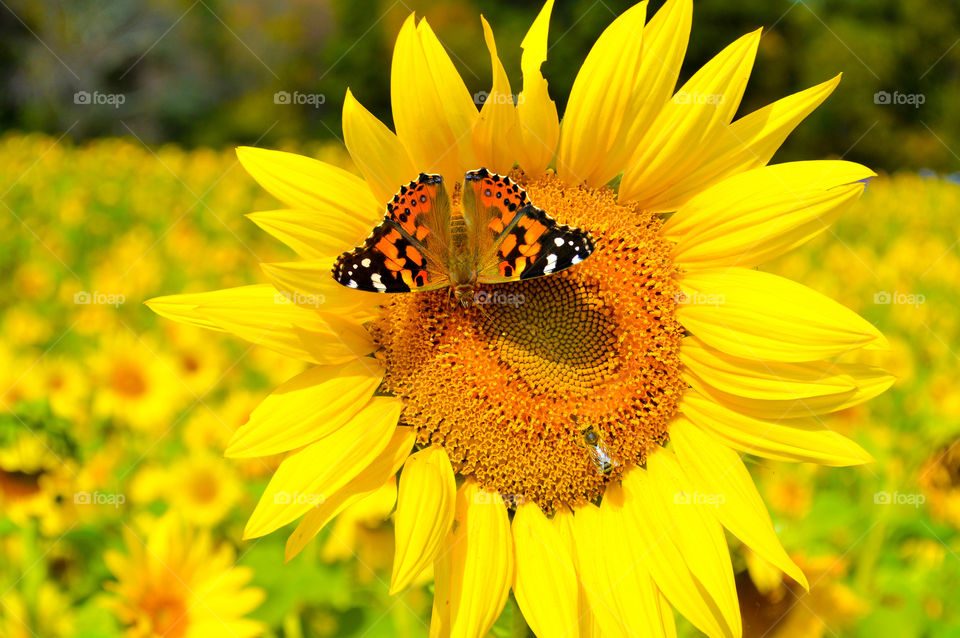 Monarch butterfly and bee sitting on sumflower