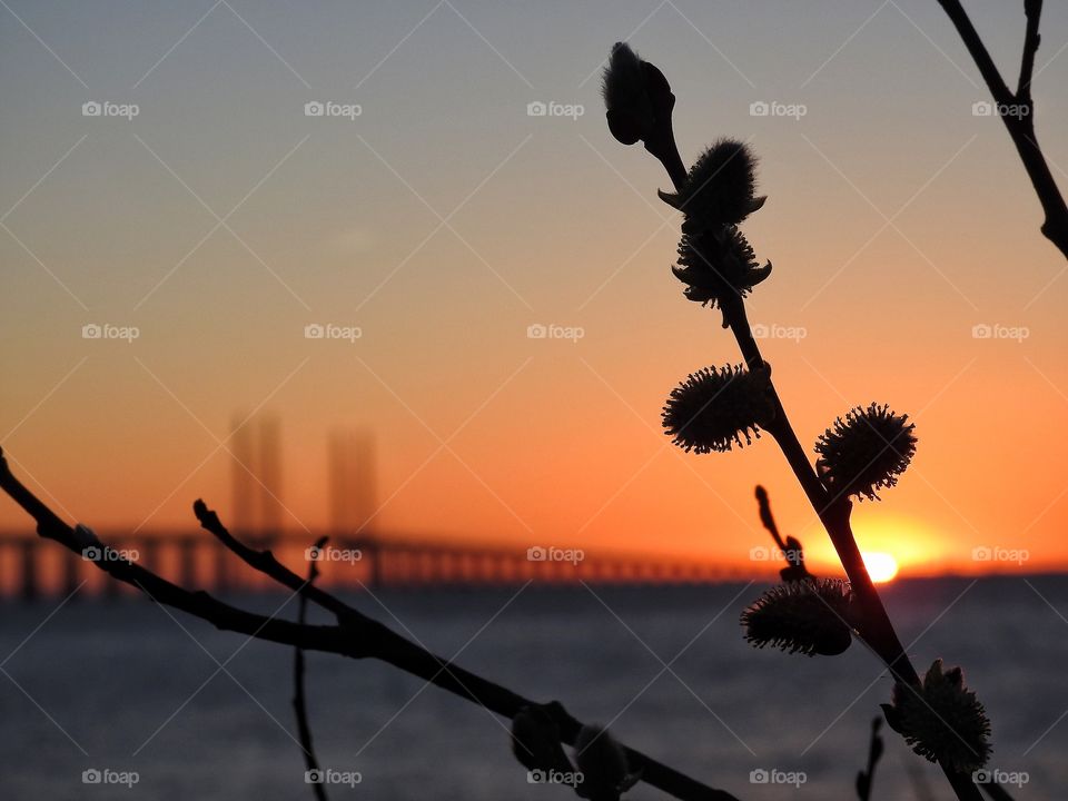 Silhouette of plant during sunset