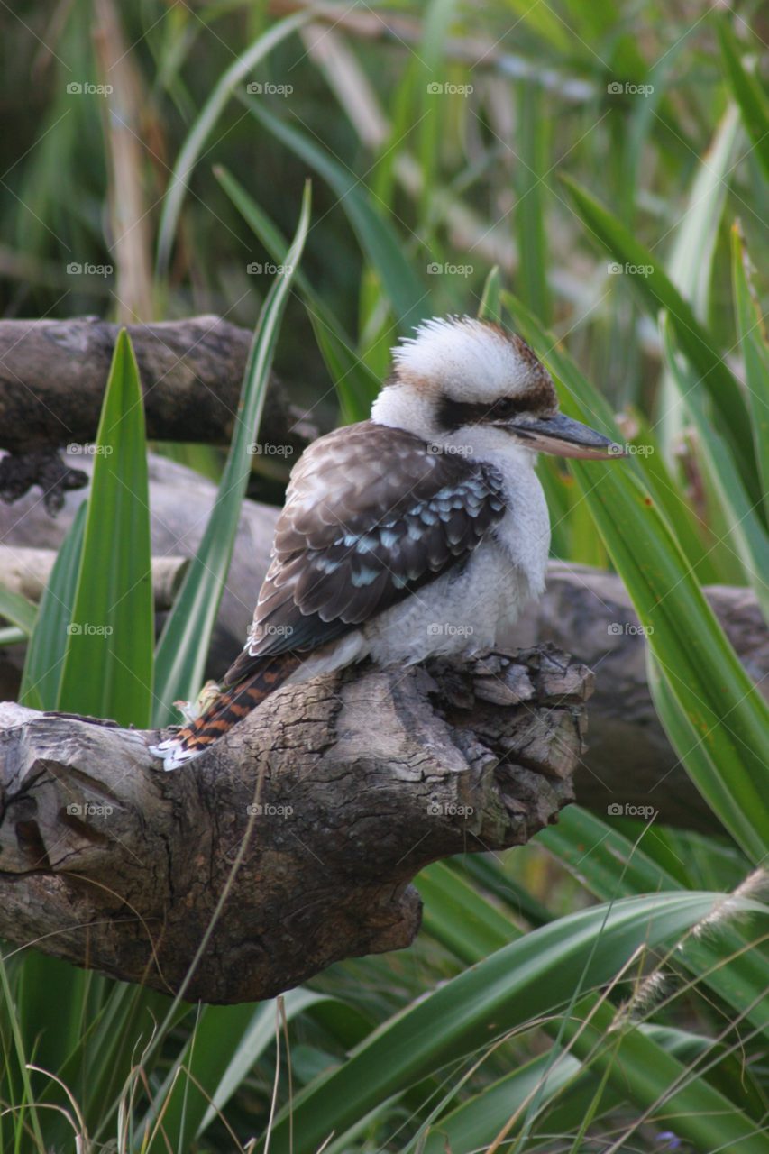 Close-up of kookaburra perching on tree