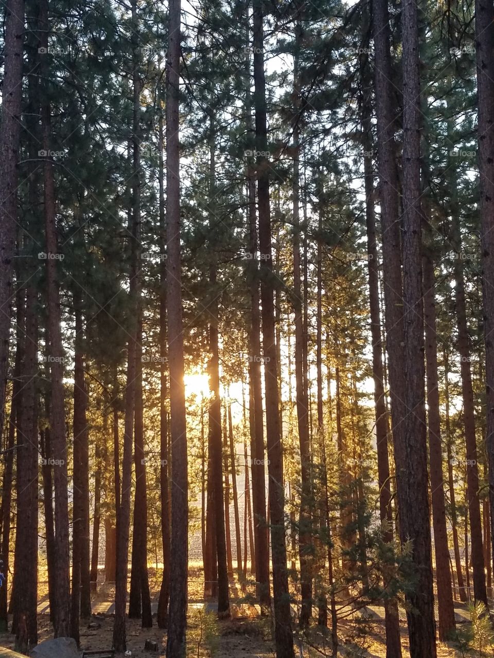 Forest Sunrise