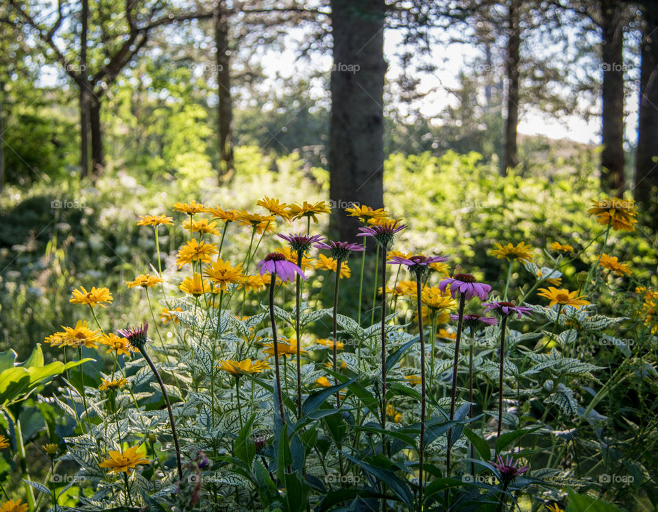 Flower garden 