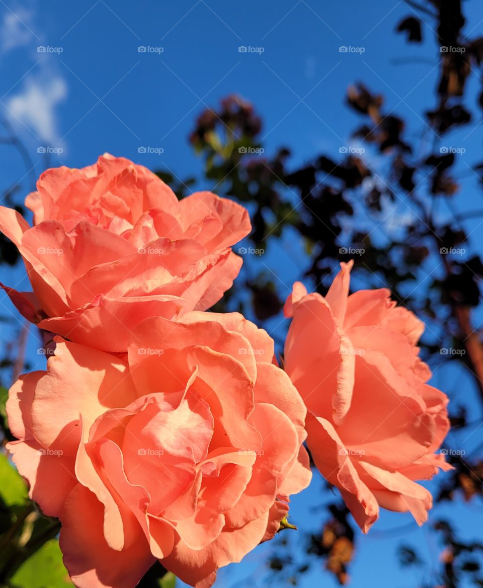 Summer evening sun shining on happy pink roses in the garden with blue sky and Arbutus tree behind