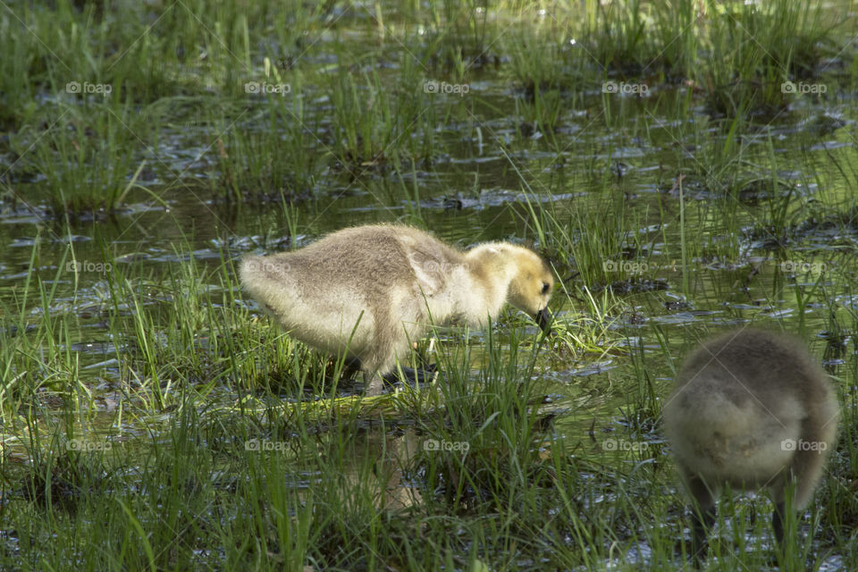 Gosling searching for food spring 2016